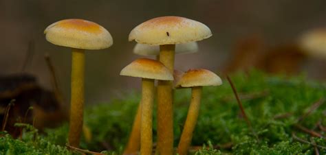 A Tool for Healing: Can a Habit of Magic Mushroom Use Aid in Recovery?